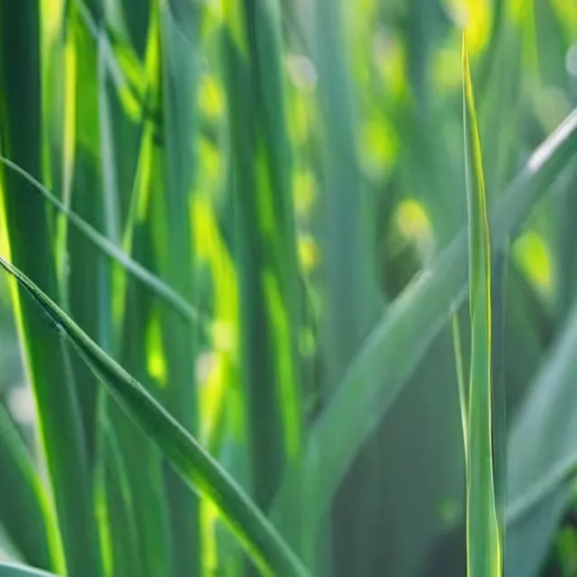 chat with ai character: Grass