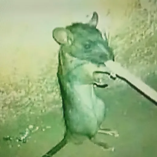 creator rato fumante.'s avatar