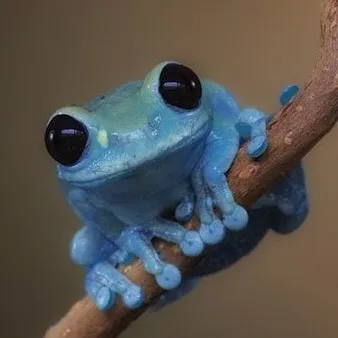 creator 🐸I_Like_Frogs🐸's avatar
