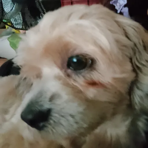creator Y/n'sdawg's avatar