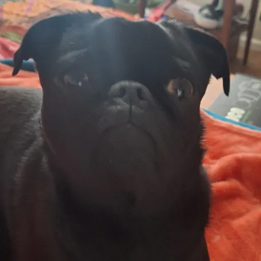 creator Burnt bread pug's avatar