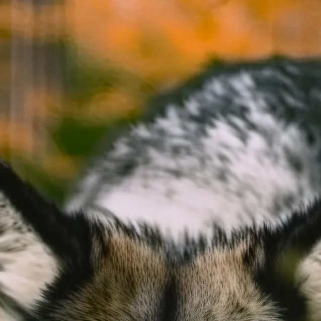 chat with ai character: 🐺 