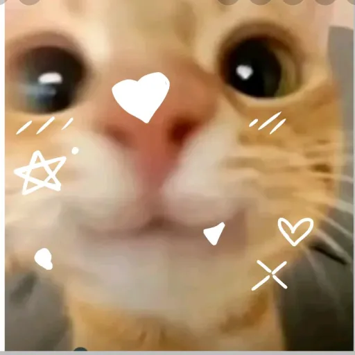 creator ♡𖤐Duolingothecat𖤐♡'s avatar
