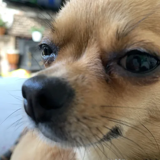 creator Pepper Awaits…'s avatar