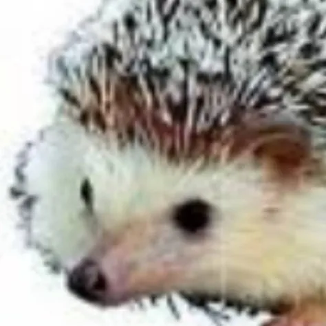 creator Carl_headchog's avatar