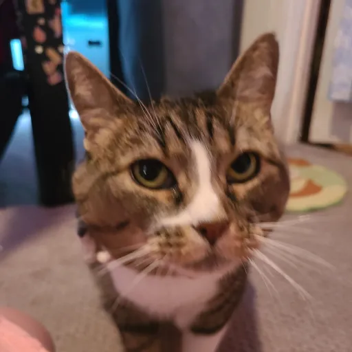 creator mandalina's avatar