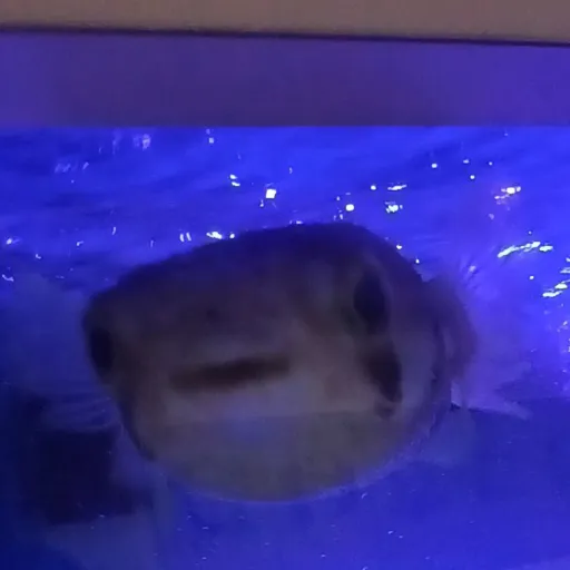 creator Puffer fish's avatar