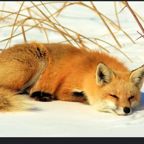creator a fox named foxo's avatar