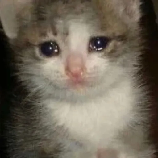 creator 😫 depressed cat😫's avatar