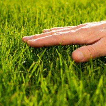 creator Grass,'s avatar