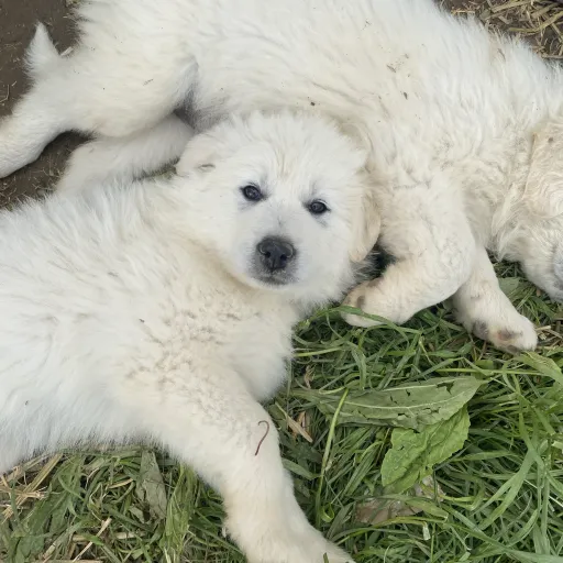 creator Puppy-lover's avatar