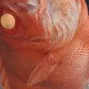 creator epic fishi's avatar