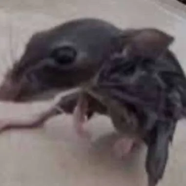 creator THE WILD RAT's avatar