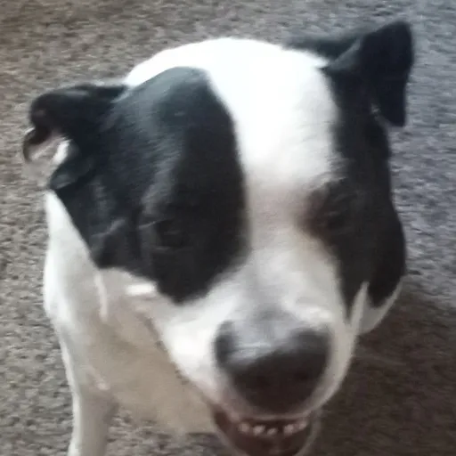 creator dogthateatsrocks's avatar