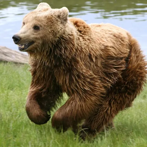 creator bear :)'s avatar