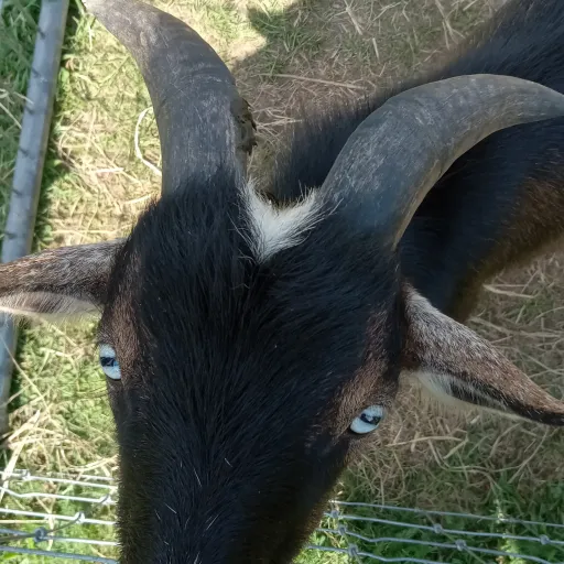 creator Kang Sae-Byeok67's avatar