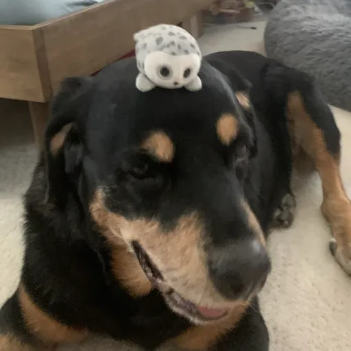 creator Mr.dog's avatar