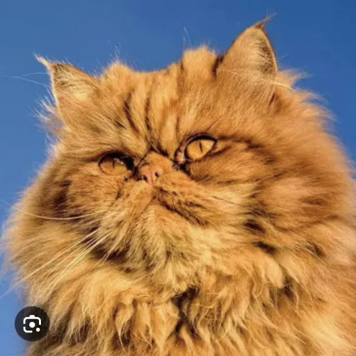 creator Tyger01735's avatar