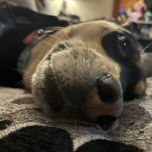creator DOGGY!'s avatar