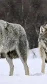 ai character: Wolf Pack background