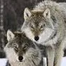 chat with ai character: Wolf Pack