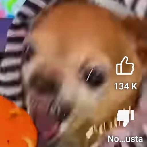 creator fer pro😎😎🐶's avatar