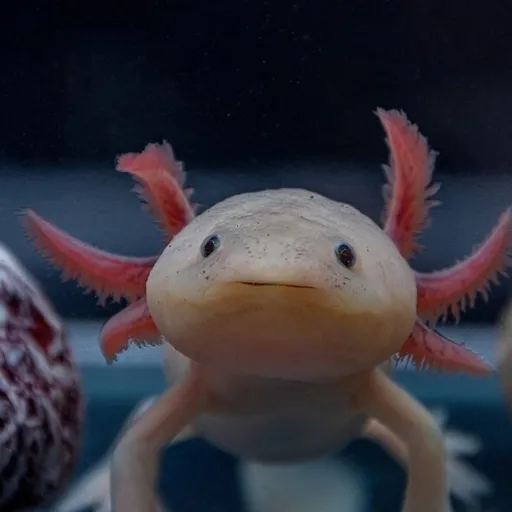 creator Ûłtīmätę Ńåmę's avatar
