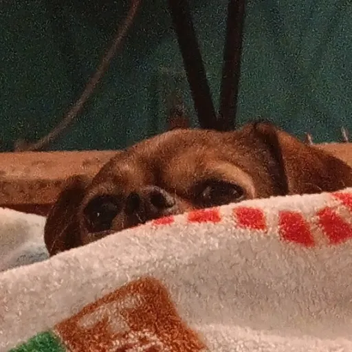 creator 🎀✨️baddie pookies💅's avatar