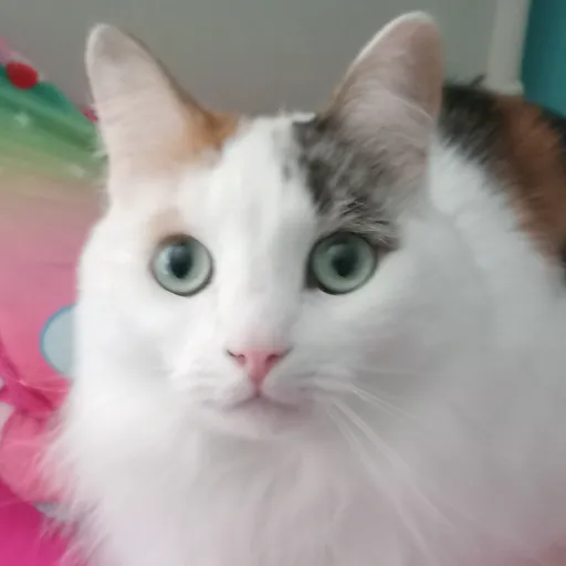 creator R U T H L E S S's avatar