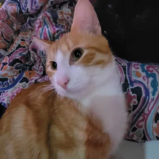 creator Meow Meow Creator's avatar