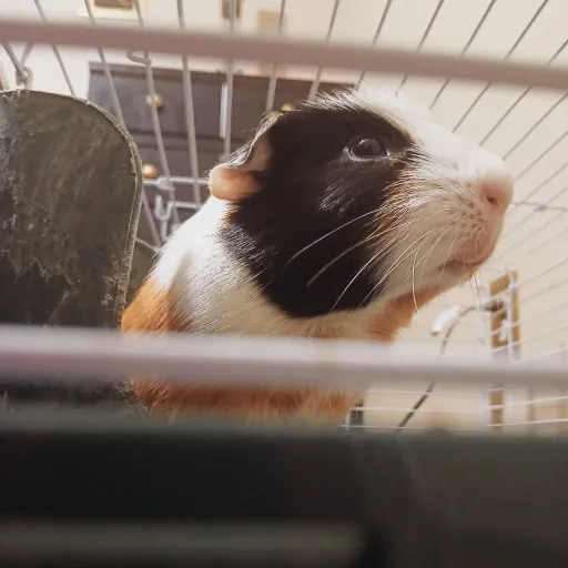 creator Guinea Piggy's avatar