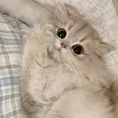 creator Lillyᰔᩚ's avatar