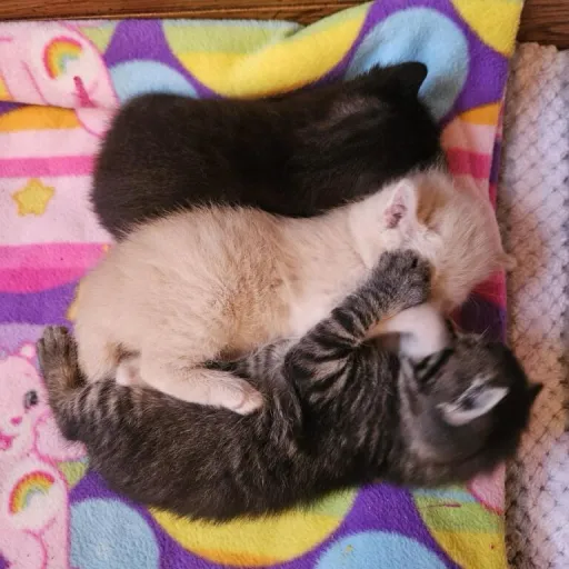 creator catpersons's avatar