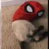 creator sp0d3r m4n❤️🖤💙🕷️'s avatar