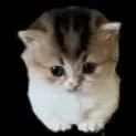 creator adorable kitten's avatar