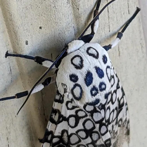 creator Leopard moth!!!'s avatar
