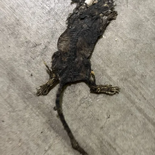 creator Random dead rat's avatar