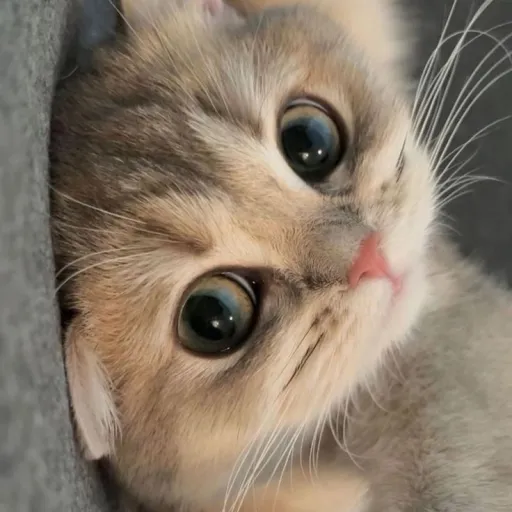 creator ✨️🪷🥀Your_Kitty🥀🪷✨️'s avatar