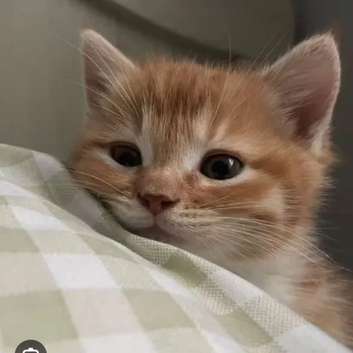 creator Log the cat's avatar