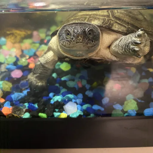 creator TurtleGirl5375's avatar