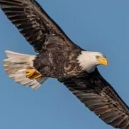 creator THAT_bald-eagle🇺🇸's avatar
