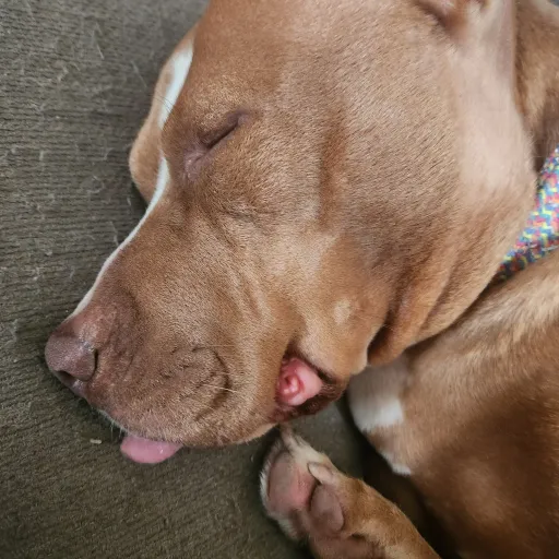 creator ✨Levi ✨'s avatar