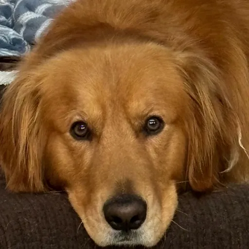creator Mr. Dog's avatar