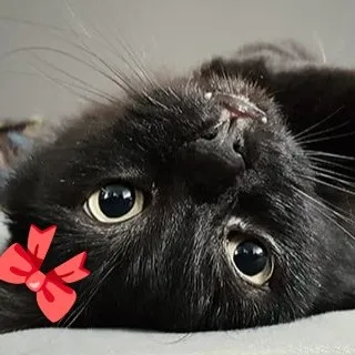 creator 💥~kaysha~💥's avatar