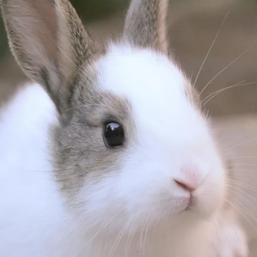 creator BunnyLuv❤️'s avatar
