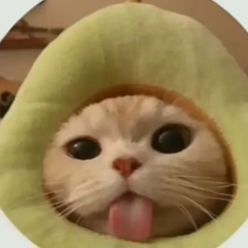 creator kitty._.lover6969's avatar