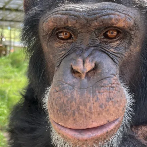 creator The Chimpanzee guy's avatar