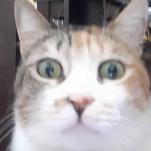 creator ilv_my_kitty<3's avatar