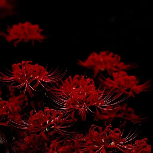 creator || Spiderlily ||'s avatar