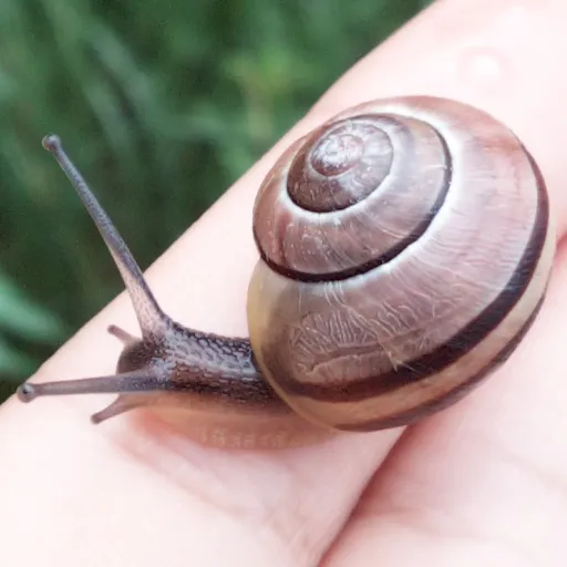 creator 🐜AntSnail🐌's avatar